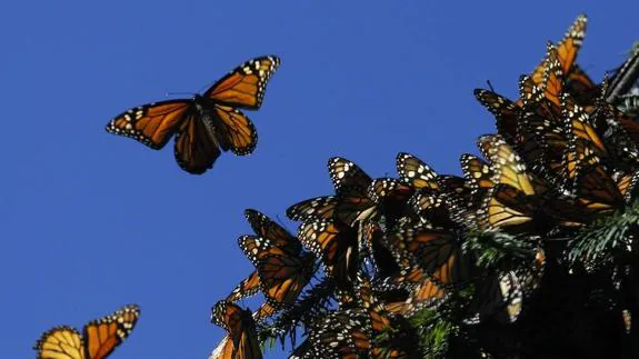 La Monarca es la especie más grande y más conocida de las mariposas.