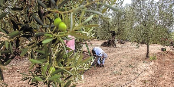 El olivar malagueño quiere sacar más jugo a su oro líquido