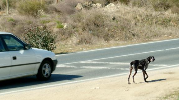 ¿Qué debo hacer si me encuentro un perro abandonado?