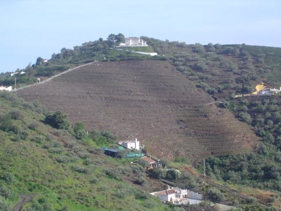 Viñedo de Bodegas Medina y Toro en Torrox. :: sur 