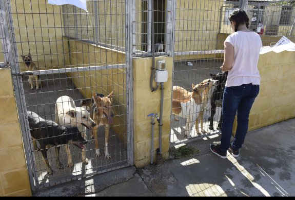 El mayor parque para perros de Andalucía ya está listo en Marbella - LOCAL