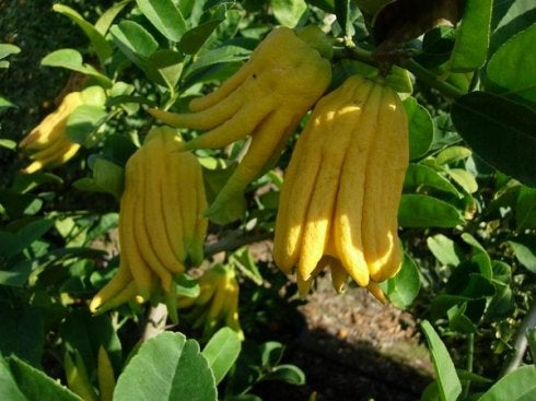 Mano de Buda, el cítrico sin zumo y sin pulpa que se cultiva en Málaga