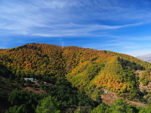 El Bosque de Cobre se luce