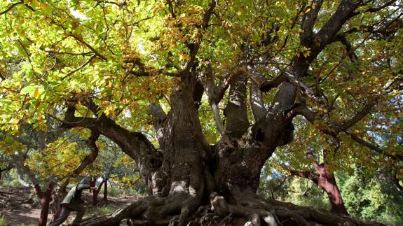 Cinco árboles centenarios de Málaga que no deberías perderte | Diario Sur