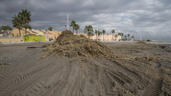 Restos vegetales arrastrados por la riada en Guadalmar.