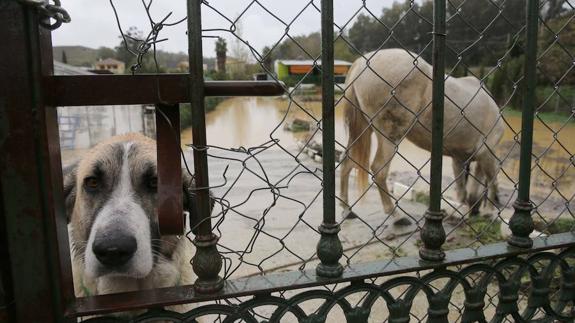 Las inundaciones también sacaron a la luz un movimiento solidario para salvar a los animales amenazados de morir ahogados. 