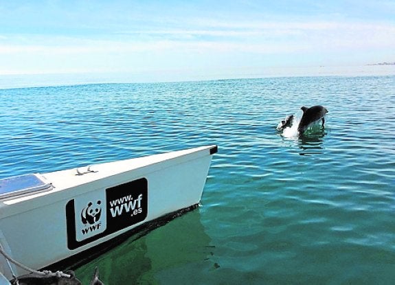 PESCA SOSTENIBLE
Campaña de concienciación WWF Solar