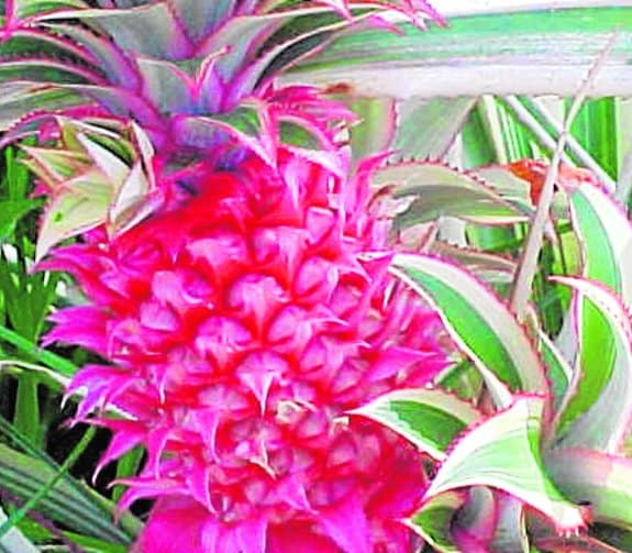 La piña rosa es una variedad genéticamente modificada.