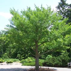 Ejemplar de ginkgo biloba. :: sur