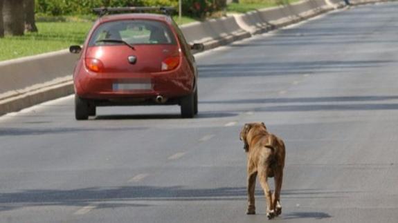 ¿Qué se considera maltrato animal?