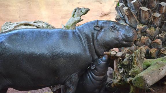 Nace en Bioparc Fuengirola una cría de hipopótamo pigmeo, una especie amenazada
