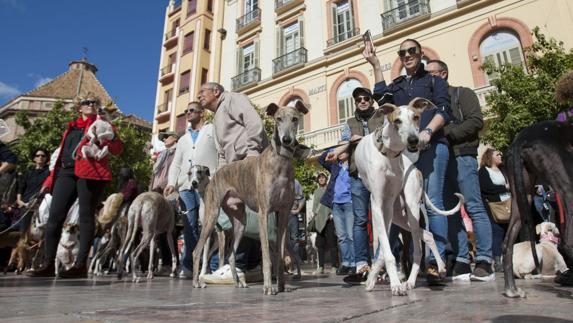 Concentración a favor de la defensa de los galgos, podencos y perros de caza en Málaga