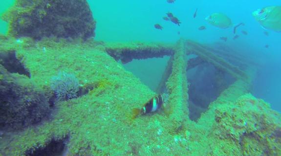 La Torre del Cable: un ecosistema marino adherido a la historia