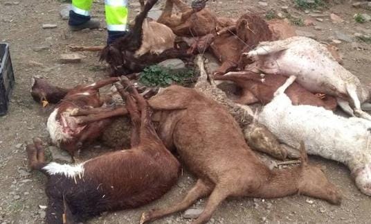 Un grupo de perros mató a 21 cabras y ovejas y hiere otras tantas cabezas en una granja de Torrox. 