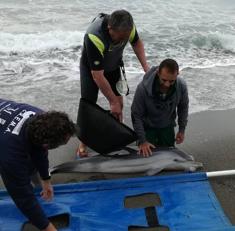 José Bermúdez, durante el rescate del animal. 