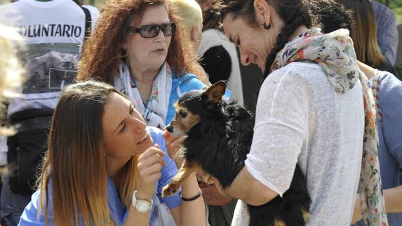 La Protectora de Animales lanza un SOS en favor de una asociación para el cuidado de caballos