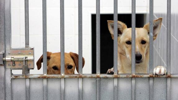 El Centro Zoosanitario está situado en Las Virreinas.