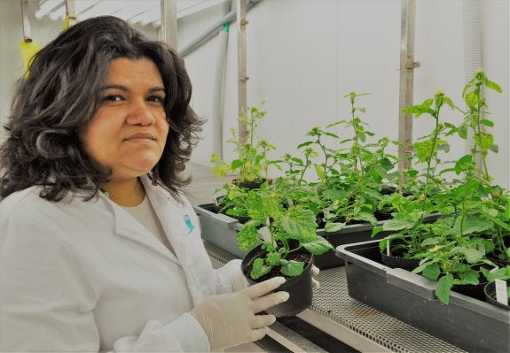 El proyecto está coordinado por la doctora y científica de La Mayora, Elvira Fiallo Olivé. :: sur
