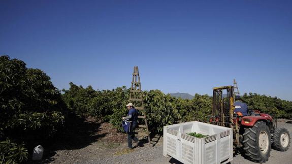 Productores de tropicales se rebelan contra las restricciones de riego fijadas por la Junta