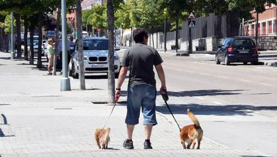 Multas de hasta 500 euros a quien eche azufre en las esquinas para evitar orines de perros en Málaga capital