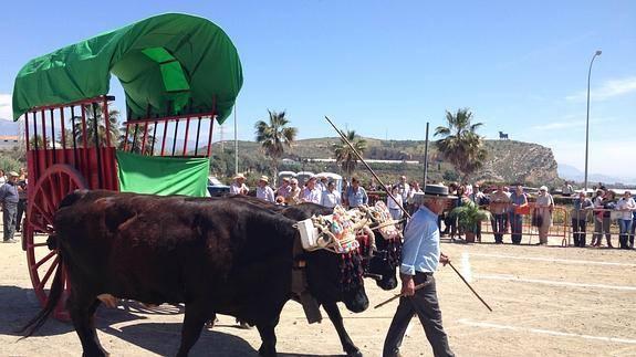 Almayate celebra durante este fin de semana la tercera edición del Día de la Yunta y el Gañán