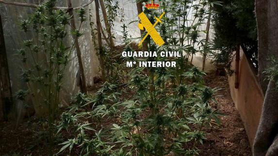Plantación de marihuana en un huerto colindante a la vivienda.