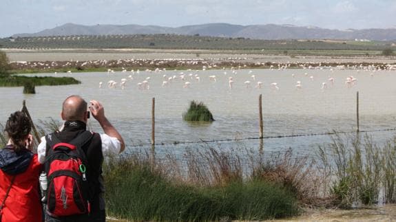 La Diputación de Málaga amplía su red de avistamiento de aves con dos nuevos observatorios