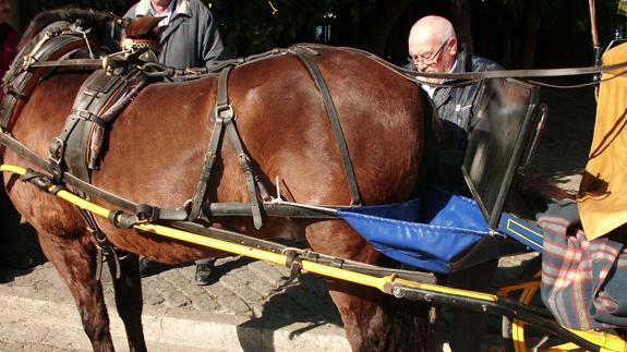 El propietario de un coche de caballos de Málaga muestra el "pañal" que utiliza para que las heces del caballo no caigan al suelo.