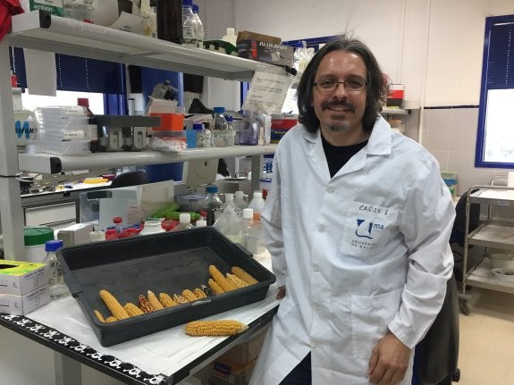 Un profesor de la UMA participa en un estudio internacional sobre el maíz