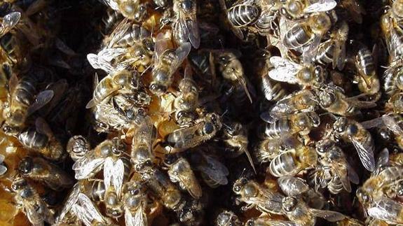 Muere un hombre tras sufrir una picadura masiva de abejas en Mijas