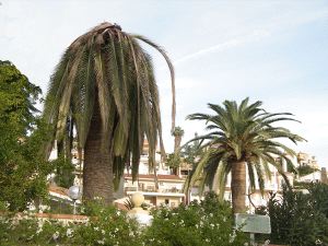 GIGANTE FULMINADO. Palmera canaria atacada. / D. MARÍN