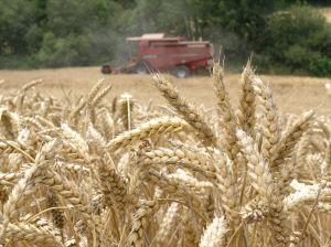 DÉFICIT. La utilización de vegetales para producir combustibles ecológicos ha disminuido la oferta y, por ende, disparado los precios. / SUR