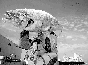 Las conserveras de Barbate se ven obligadas a enlatar atún de fuera de la provincia por la escasez de pescado