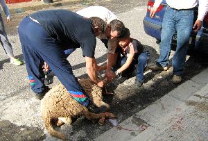 SACRIFICIO. Muerte del borrego en el barrio del Poblado. / USAGRE