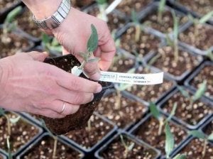 Es una de las variedades que se puede regar con agua salina. / JUAN MARÍN