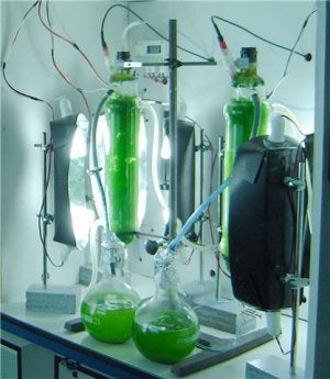 Algas, un abono ecológico
