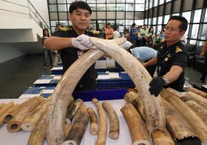 Funcionarios tailandeses muestran los colmillos de elefante.