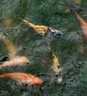 Tilapia
