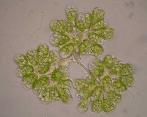 Microalgas con propiedades funcionales vistas por el microscopio. ::
SUR