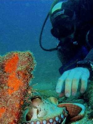 Un buzo en los fondos marinos mediterráneos. ::
SUR
