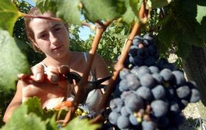 Joven recogiendo uvas en un viñedo de Burdeos. ::
AP