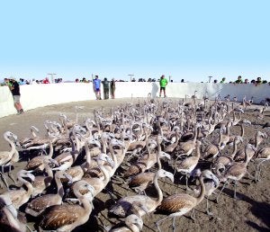 Pasadas las 10.00 horas se abrió el corral para soltar a los ejemplares no anillados. ::                             C. M.