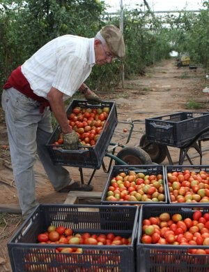 Los tomates de la Axarquía no encuentran mercado. ::                             ANTONIO SALAS