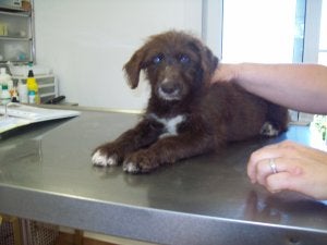 'Pitufa' espera a ser adoptada en la asociación. ::
S. V.