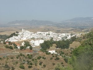 Alozaina rinde homenaje a la aceituna