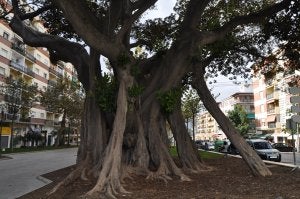 Vélez mima a sus ficus centenarios