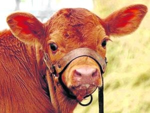 Después de la exigencia de este experimento, Rosita tendrá ahora tiempo para descansar. :: E.C