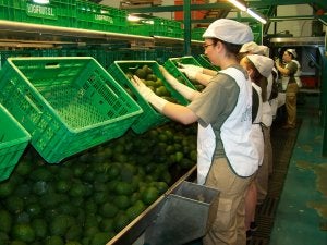 Frutas Montosa incrementa la producción de guacamole para Mercadona con nueva maquinaria