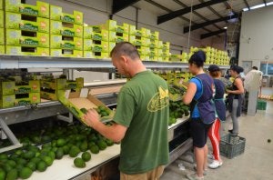 Instalaciones de una firma exportadora de aguacates de Vélez. ::
E. C.