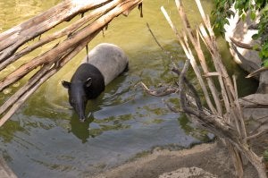 Bioparc Fuengirola incorpora un tapir malayo para un programa de reproducción